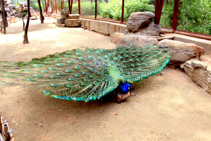 1539415247709054.jpg 1243254076992_mthumb.jpg